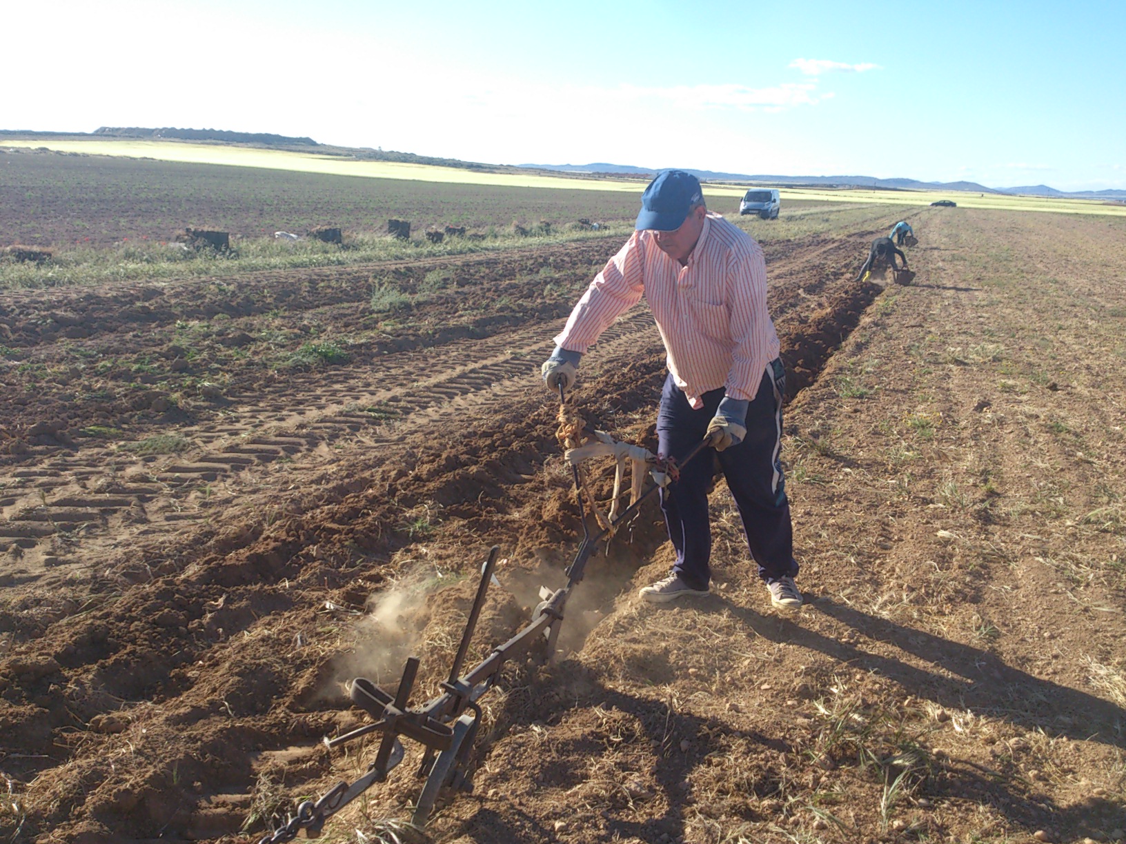 Harvesting saffron bulbs